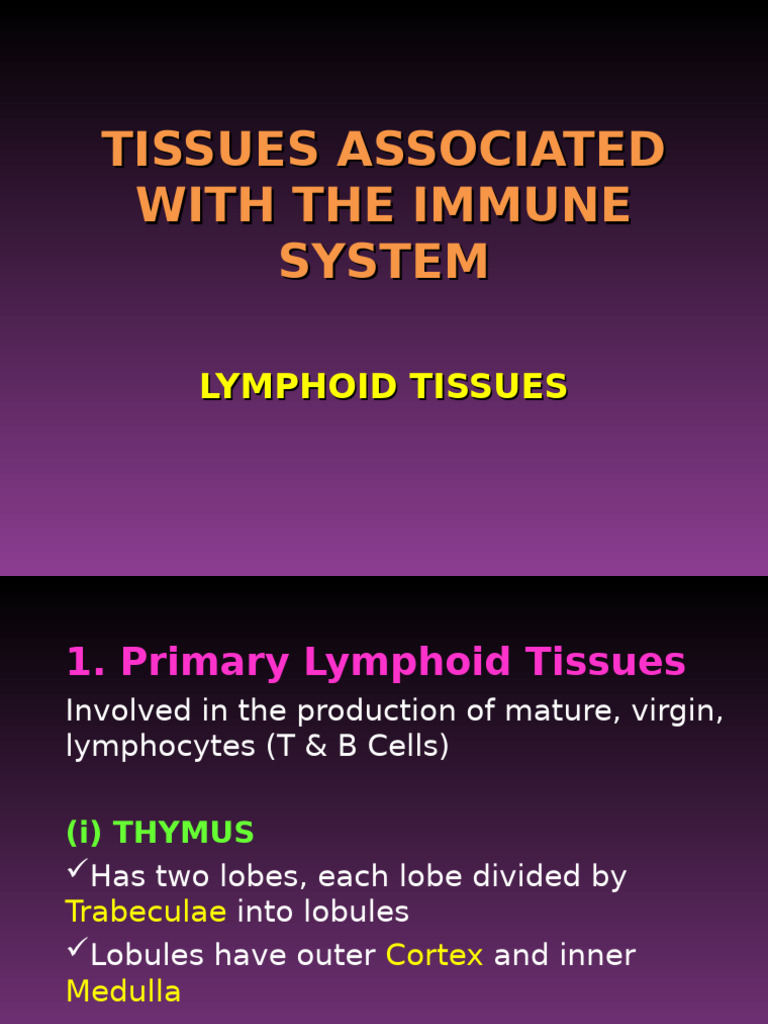 Immune System Lymphoid Tissues Overview | PDF | Lymphatic System ...