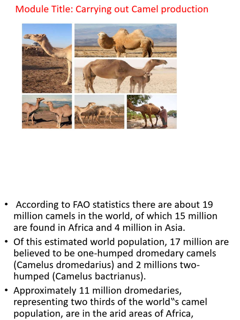 Camel Production Strategies and Types | PDF | Tooth | Dairy