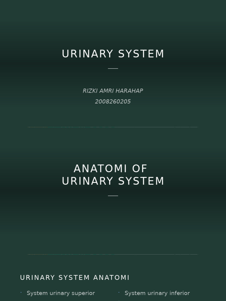 Anatomy of the Urinary System | PDF | Kidney | Anatomy