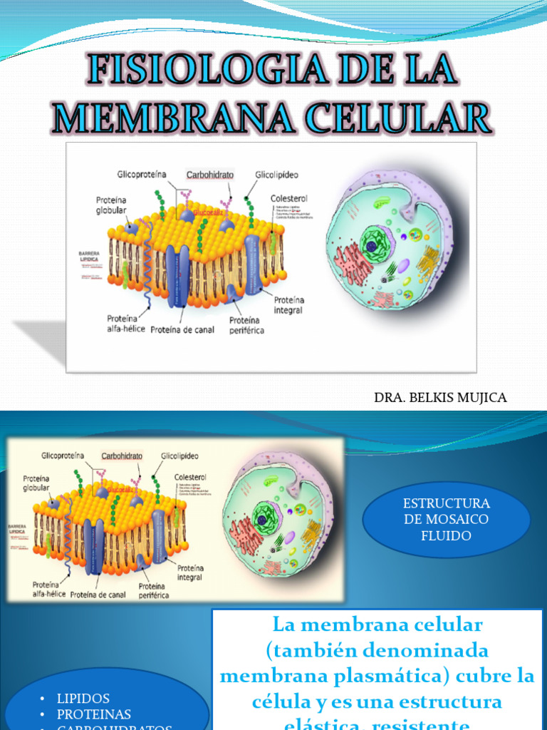 Estructura y Función de la Membrana Celular | PDF | Potencial de acción ...