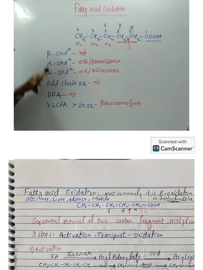 Fatty Acid Beta Oxidation | PDF
