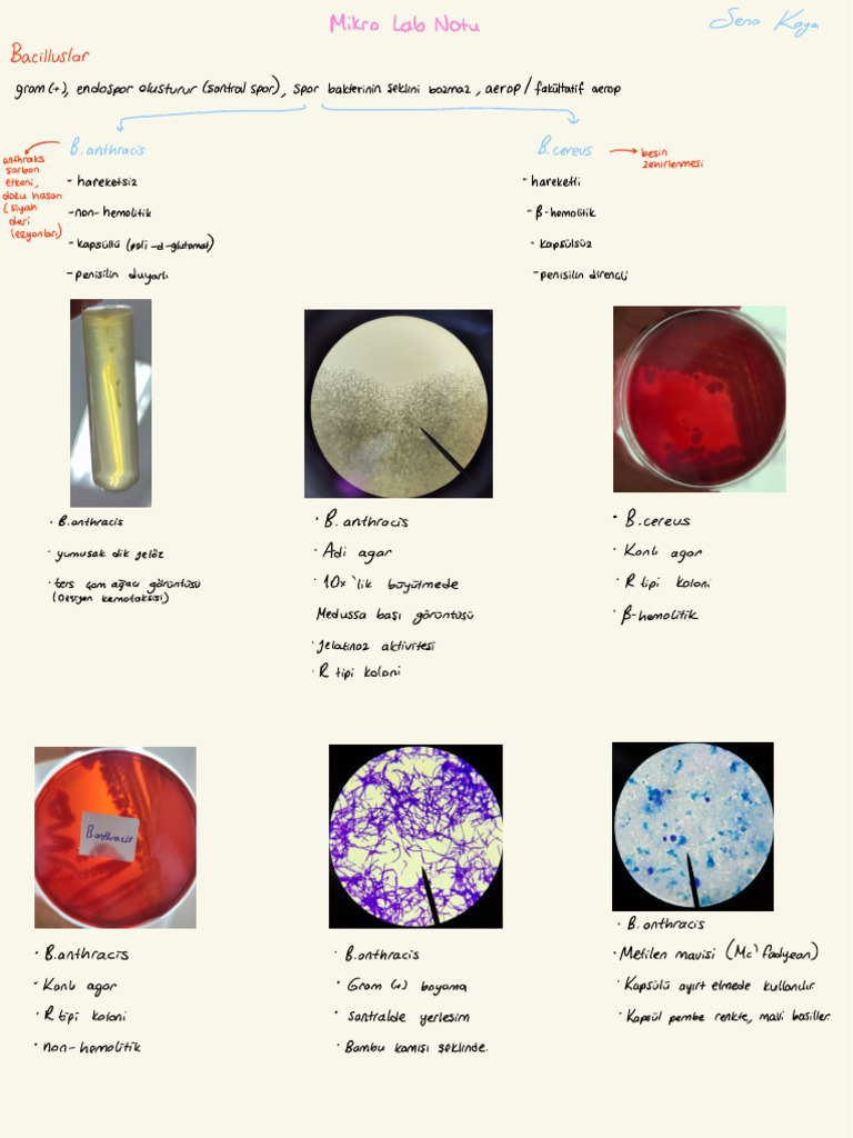 Mikro Lab d2t2 | PDF