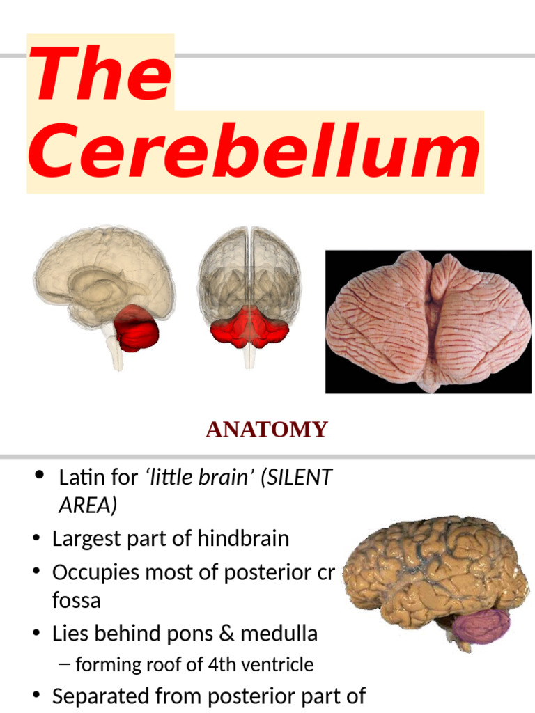 Final Cerebellum Neuroanatomy by Medbytes | PDF | Cerebellum | Anatomy