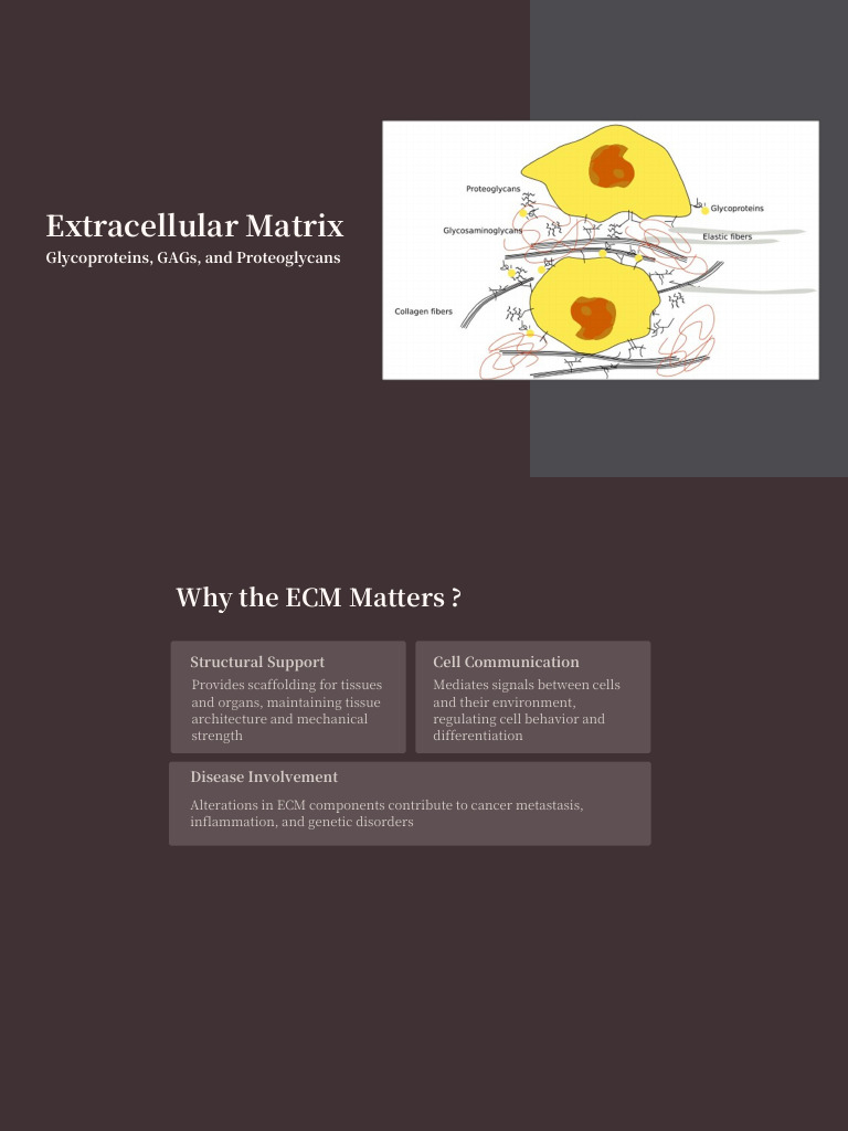 Understanding the Extracellular Matrix | PDF | Extracellular Matrix ...