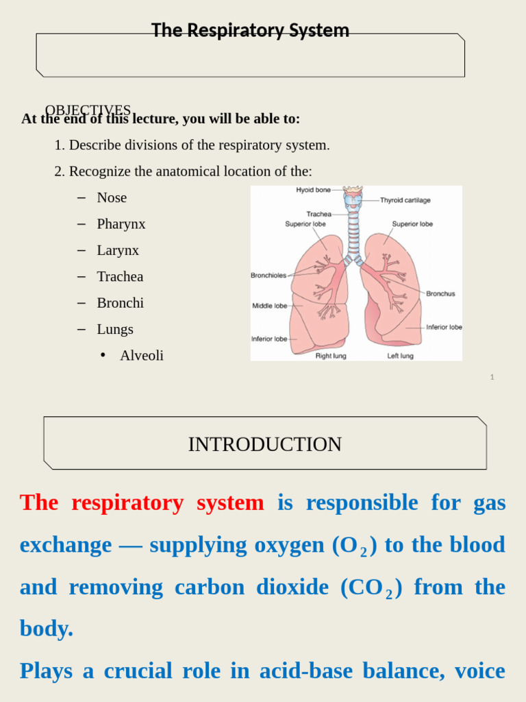 Overview of the Respiratory System | PDF | Respiratory Tract | Lung