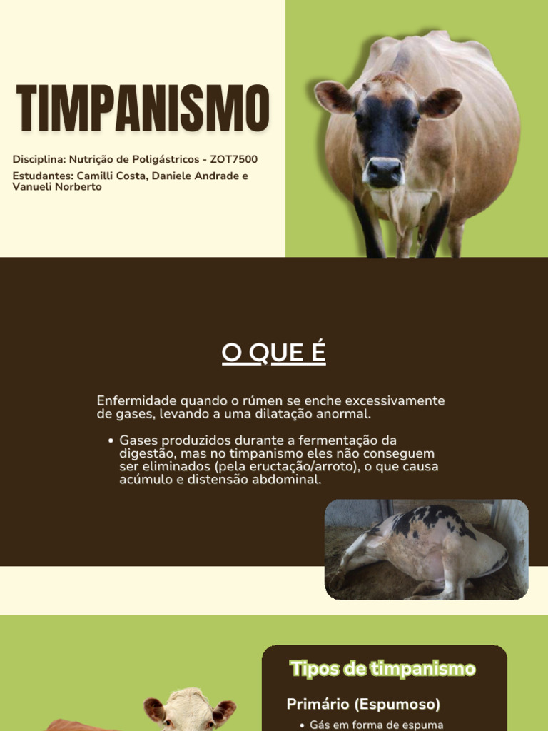 Timpanismo em Poligástricos: Causas e Tratamento | PDF | Medicina ...