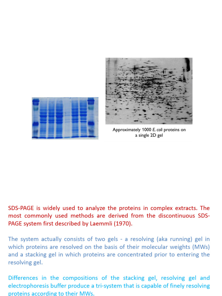 2D Electrophoresis | PDF | Gel Electrophoresis | Polyacrylamide Gel ...