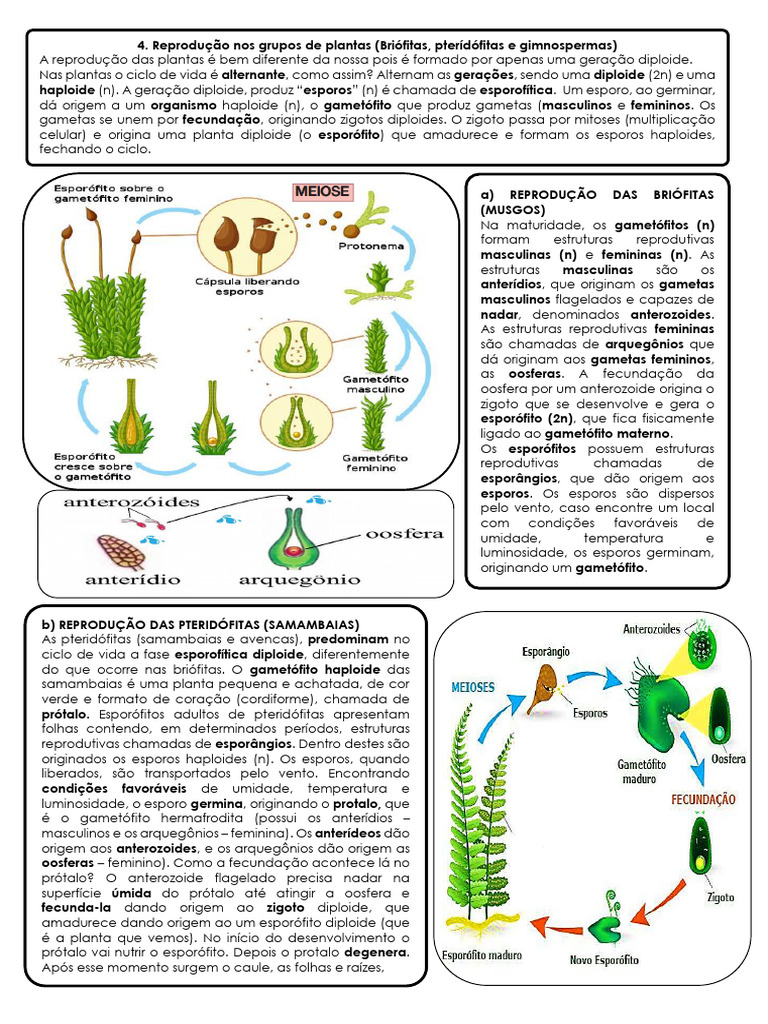 Reprodução de Briófitas, Pteridófitas e Gimnospermas | PDF | Reprodução ...