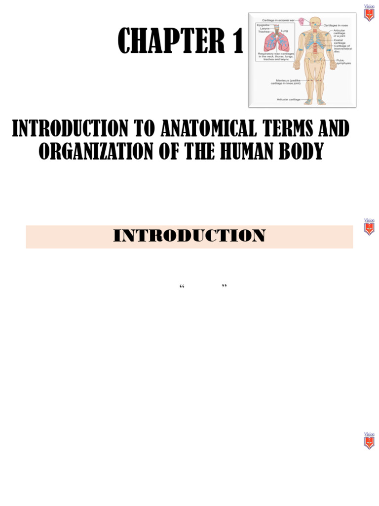 Introduction to Human Anatomy Terms | PDF | Epithelium | Anatomical ...