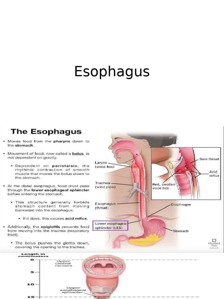 Anatomy and Functions of the Esophagus | PDF