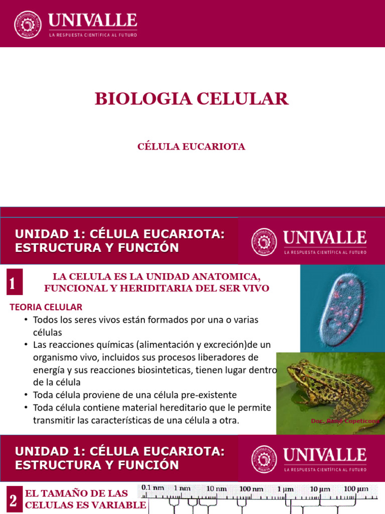 Estructura y Función de Células Eucariotas | PDF | Biología Celular ...