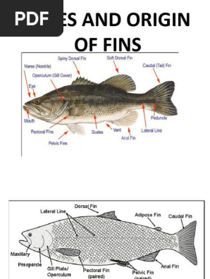 Fish Fin Anatomy Anatomy Of A Goldfish: Body Shapes | Fins | Size