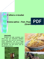 Cultura Ova Zulu I