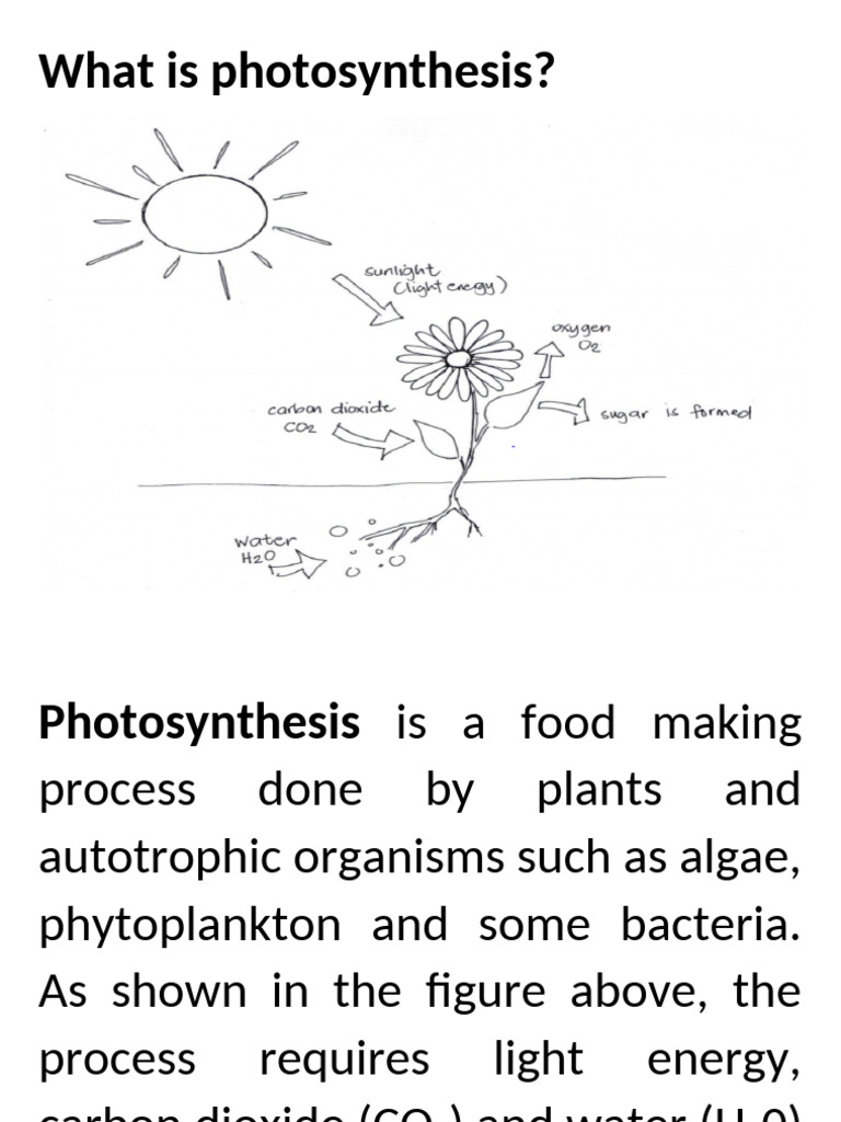 Understanding Photosynthesis Process | PDF