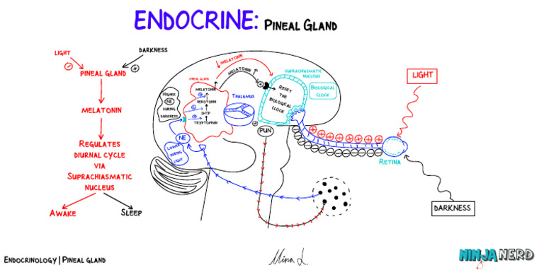 Pineal Gland and Melatonin Regulation | PDF | Endocrine System | Animal ...