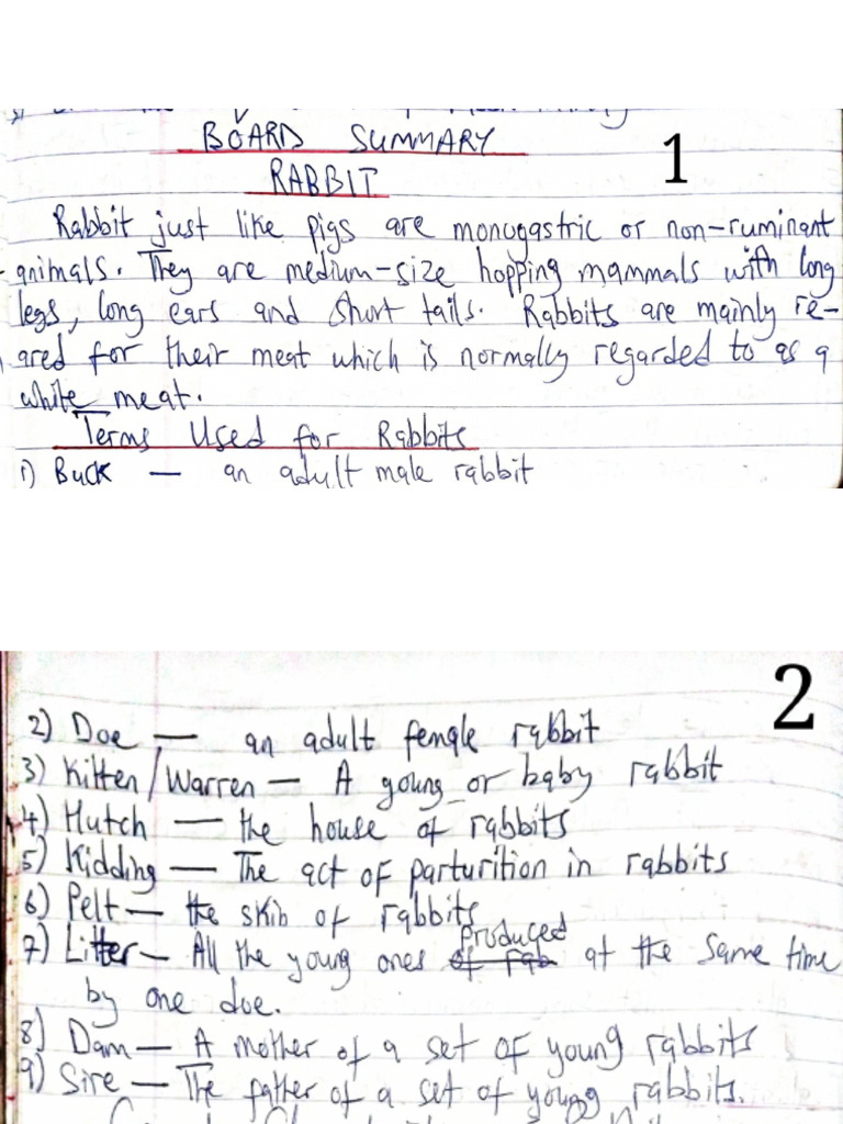 Rabbit Management SS2 | PDF
