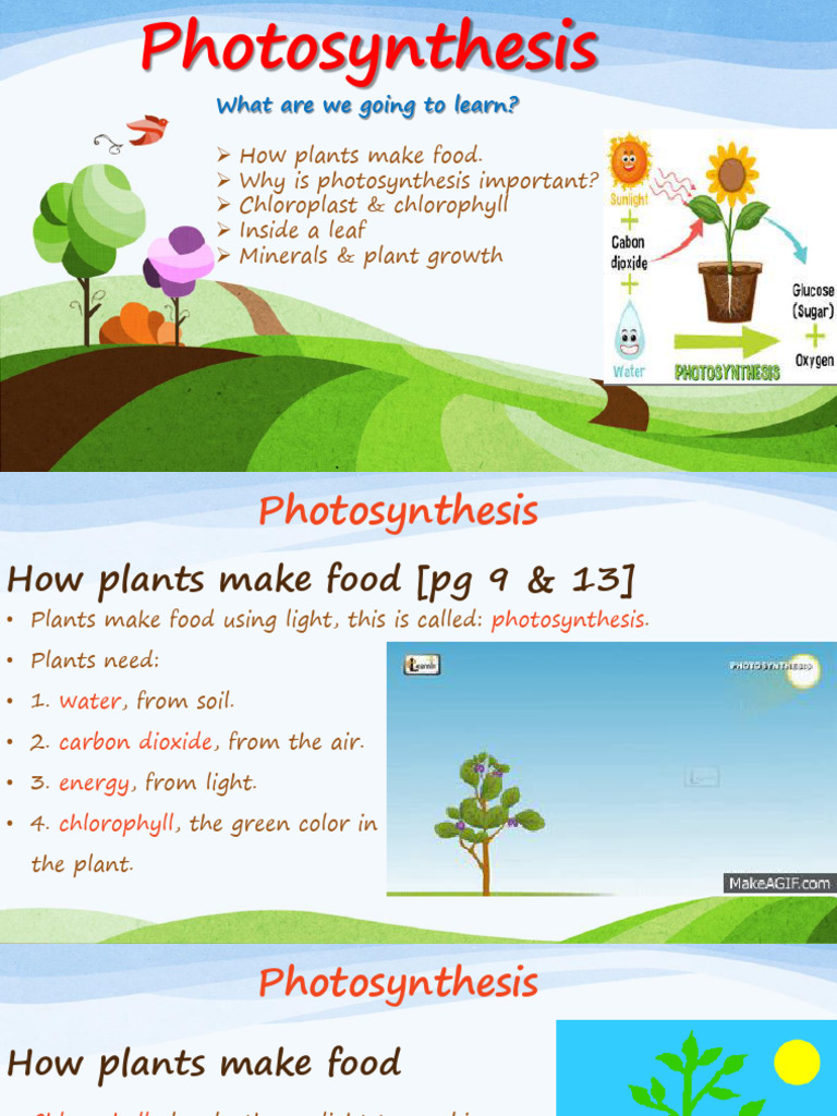 Understanding Photosynthesis Basics | PDF