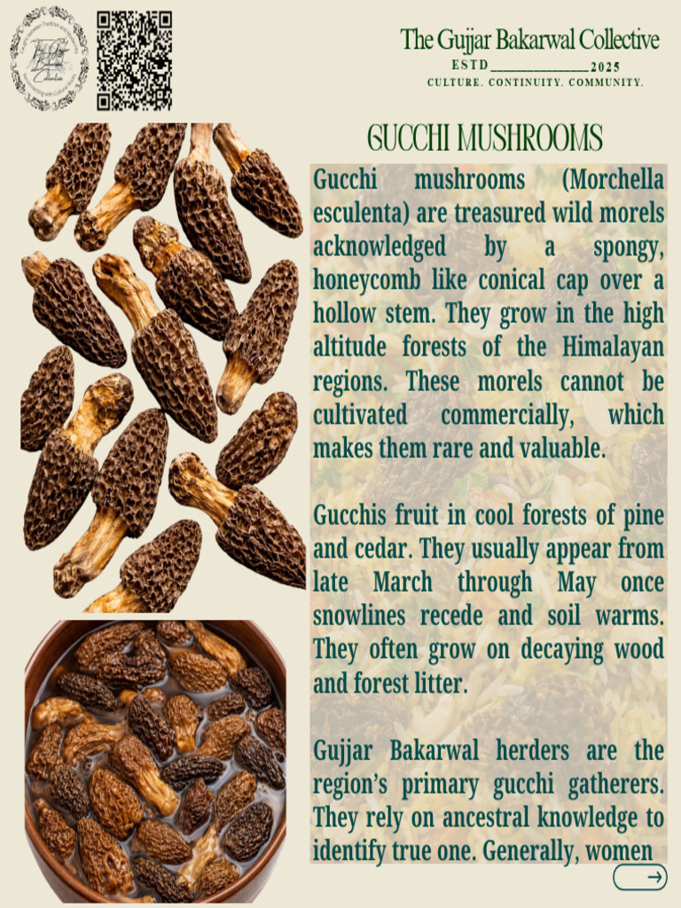 Gucchi Mushrooms: A Himalayan Treasure | PDF