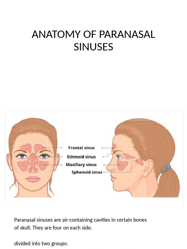 ANATOMY OF PARANASAL SINUSES | PDF | Otorhinolaryngology | Human Anatomy