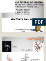 Slide de Anatomia Das Aves