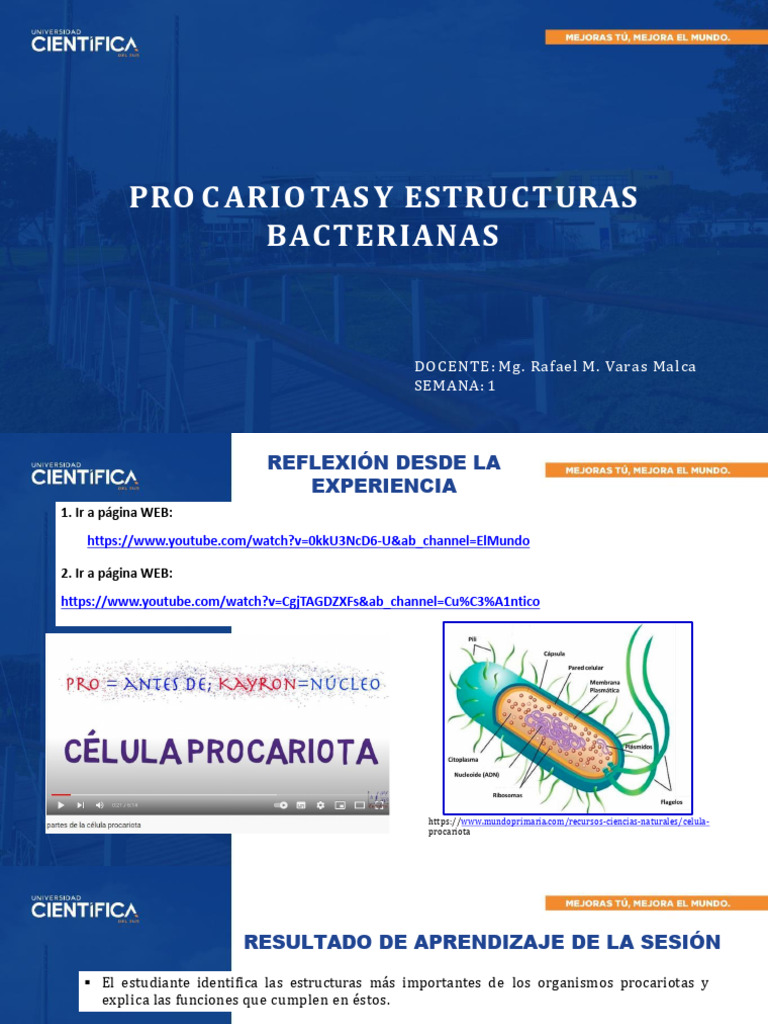 Estructuras y Funciones de Procariotas | PDF | Las bacterias | Procariota