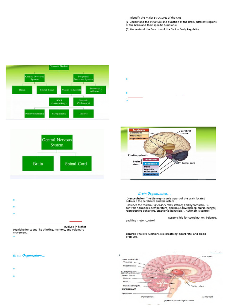Central Nervous System Overview | PDF | Cerebrospinal Fluid | Cerebral ...