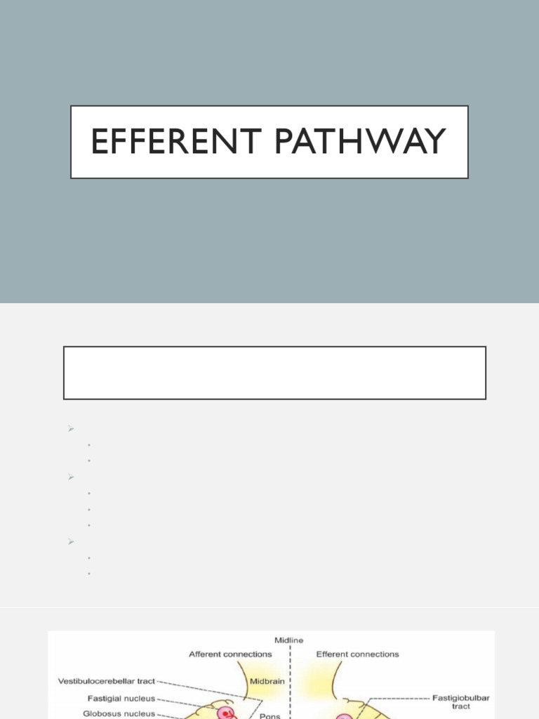 Efferent Pathways in Cerebellar Function | PDF