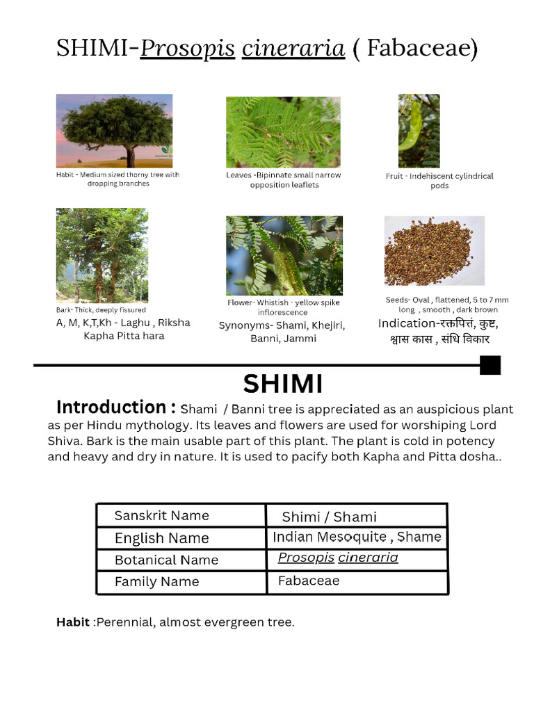 Shimi Drug | PDF