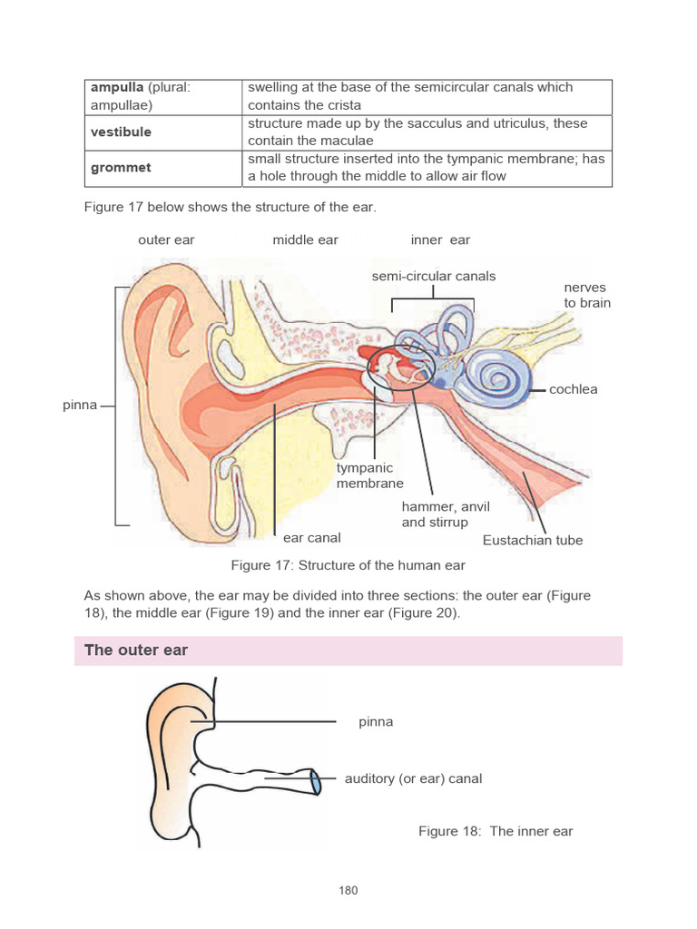 Bio Gr9 Ears Notes | PDF | Ear | Auditory System