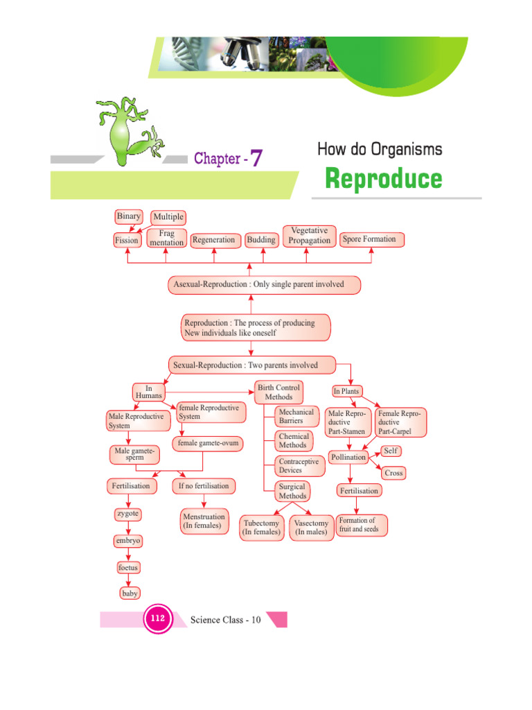 Asexual and Sexual Reproduction Overview | PDF | Fertilisation | Sexual ...