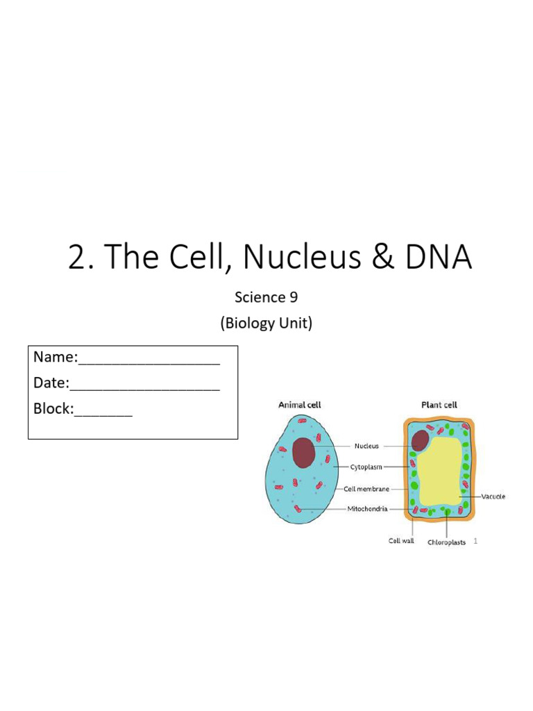 Cell Types, Nucleus, and DNA Overview | PDF | Cell (Biology) | Chromosome