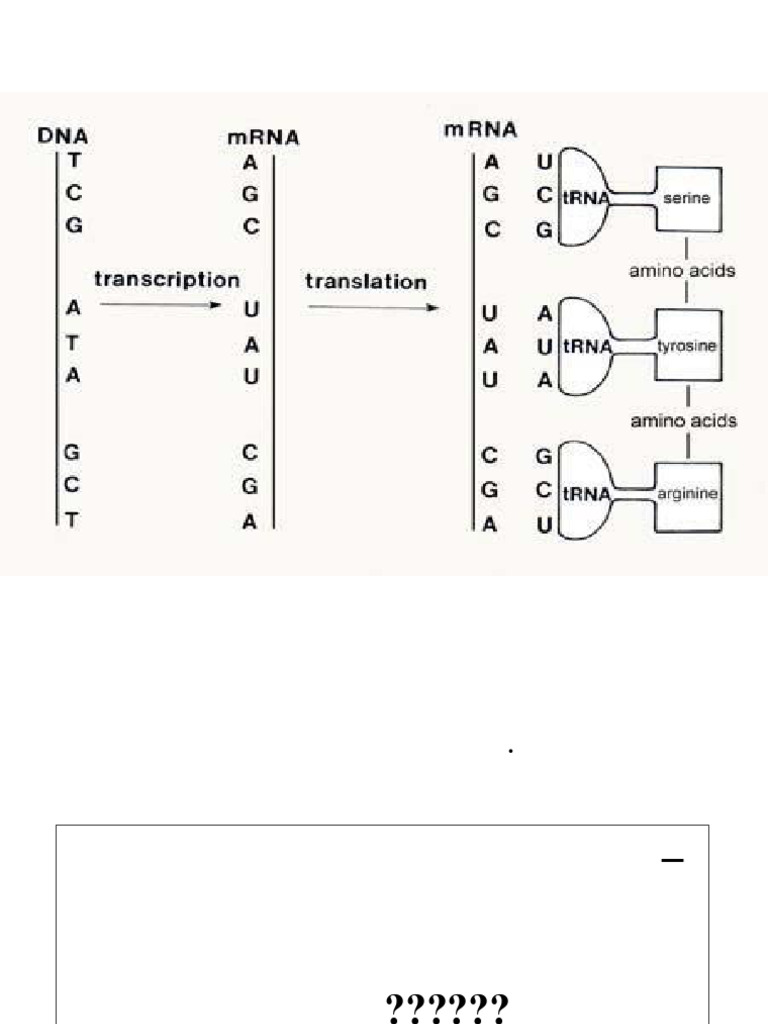 Understanding Protein Synthesis Process | PDF | Rna | Translation (Biology)