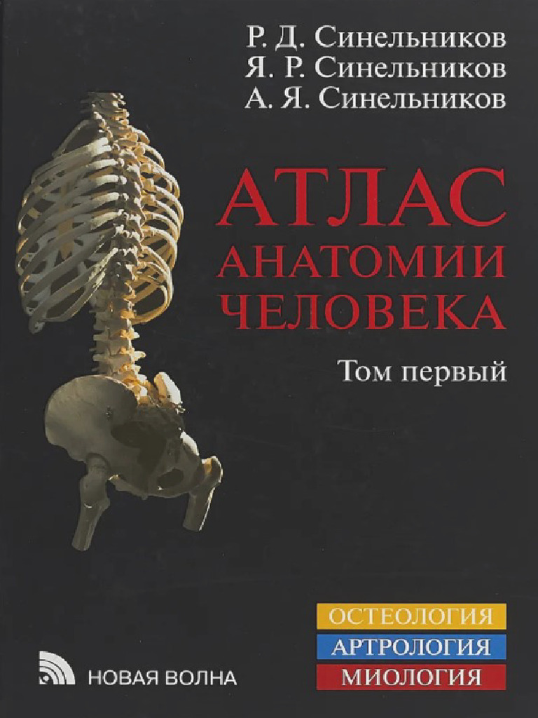 Sinelnikov - Atlas Anatomía (T1 - T4) | PDF
