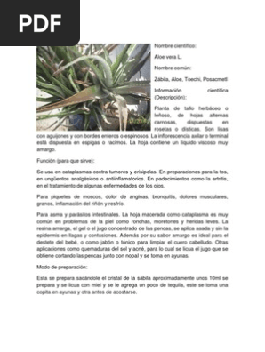 Plantas Medicinales Plantas Medicina