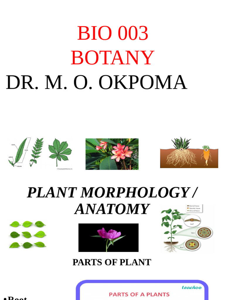 BIO 003 Morphology of Plant - 112913 | PDF | Fruit | Flowers