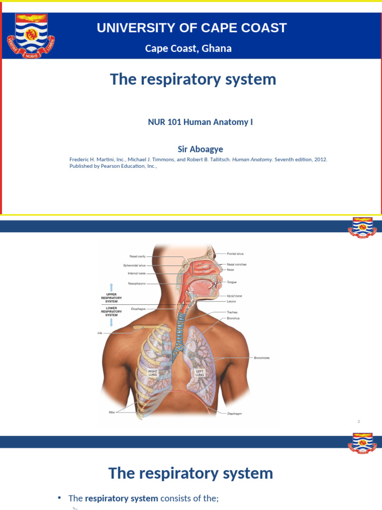 Overview of the Respiratory System | PDF | Respiratory Tract | Lung