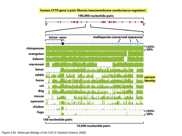 DNA Sequence Conservation | PDF