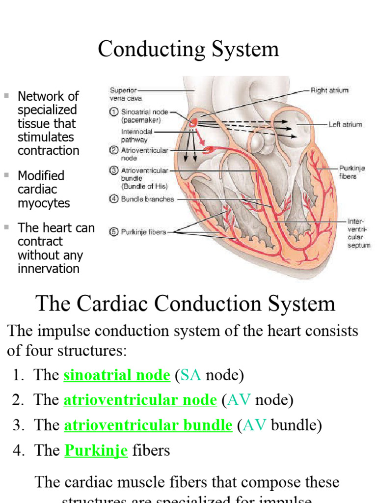 Cardiac Conduction System Explained | PDF | Electrocardiography | Heart