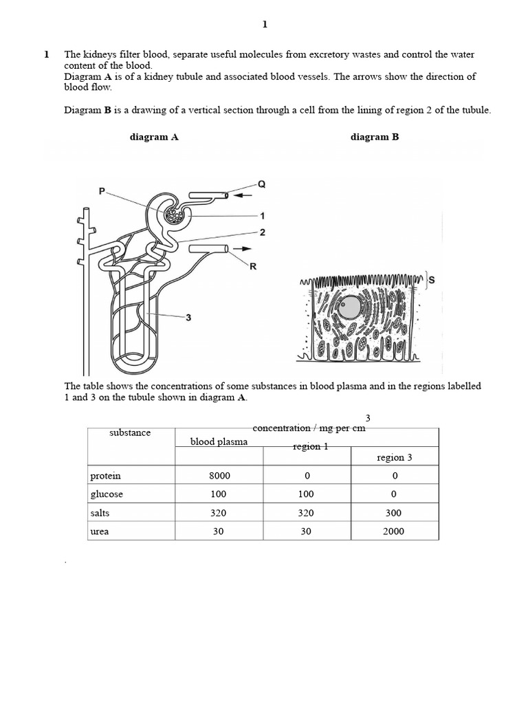 Kidney Function and Urine Production Explained | PDF | Kidney | Urine