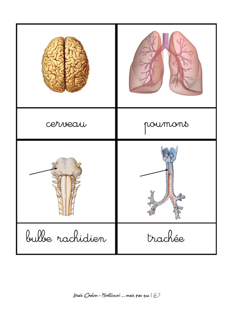 Anatomie et Montessori : Exploration des Organes | PDF