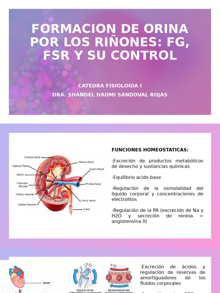 Formacion de Orina Por Los Riñones | PDF | Riñón | Órgano (anatomía)