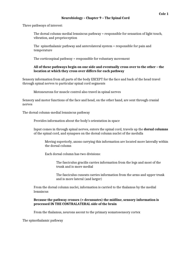 Chapter 9 - The Spinal Cord | PDF | Spinal Cord | Autonomic Nervous System