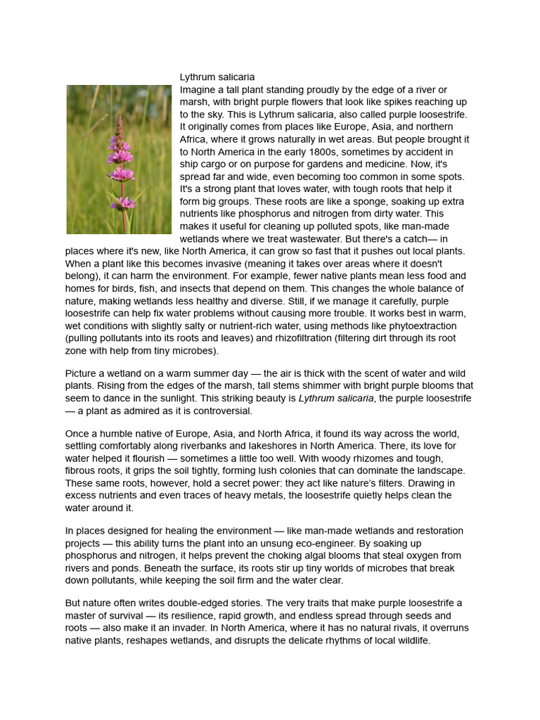 Lythrum Salicaria: Invasive Water Purifier | PDF | Wetland | Botany
