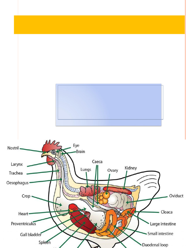 Poultry Post Mortem Procedures Guide | PDF | Gastrointestinal Tract ...