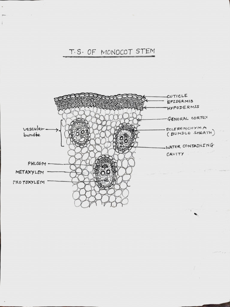 Vascular Tissue Structures in Plants | PDF