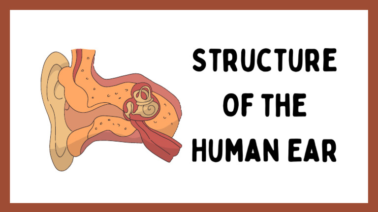 Structure of the Ear Educational Video in Simple Style | PDF