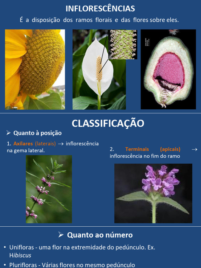 Tipos e Classificação de Inflorescências | PDF | Flores | Morfologia ...