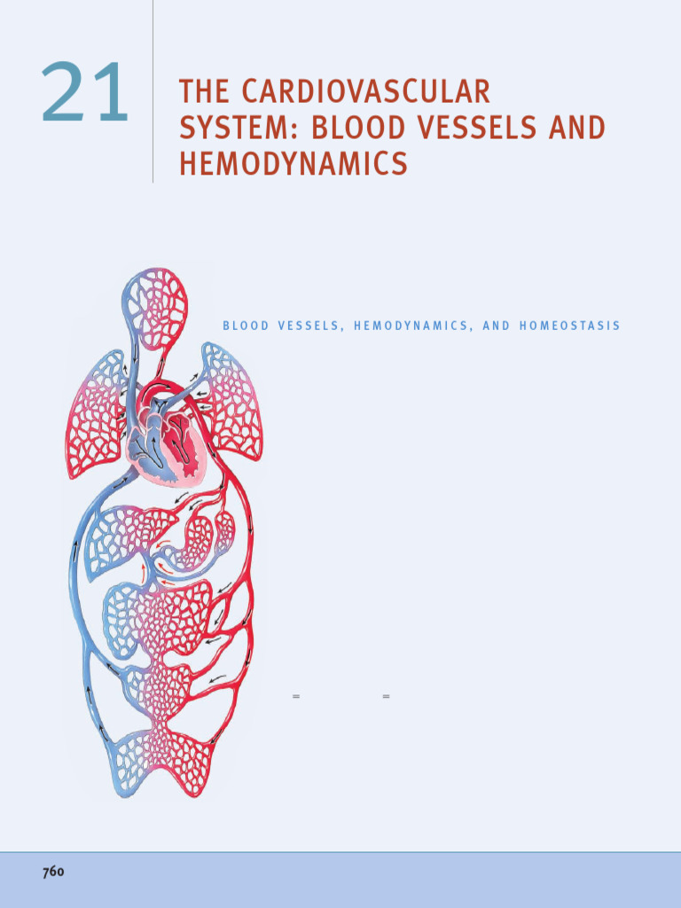 Blood Vessels and Hemodynamics Explained | PDF | Artery | Vein