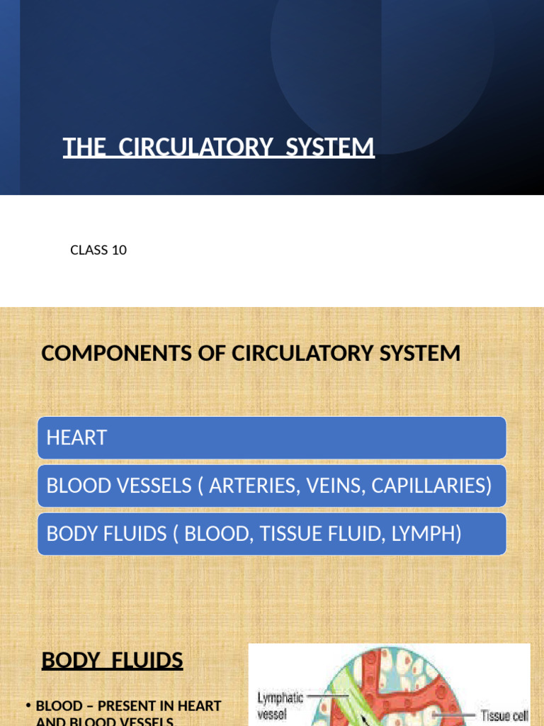 Class X Circulatory System | PDF | Heart Valve | Ventricle (Heart)