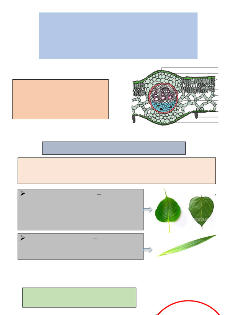 Unit 1_Chapter 2_Anatomy of leaves (1) | PDF | Leaf | Tissue (Biology)